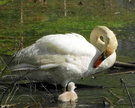 Photo by Sharon Scheer One of Monroe swans' eggs hatched last year, but sadly the baby only lived for a few days.