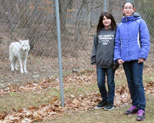 Talia Posta, left, and Natalyn Peralta pause in front of one of the wolves that were eligible for adoption at the Lakota Wolf Preserve in Columbia, N.J.. They and other sixth graders from the George Grant Mason School ended up adopting a different animal.