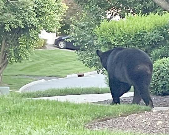 A black bear strolls through the Indian Field townhouse development in Hardyston, NJ.