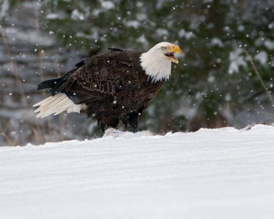 Photo of bald eagle by Stephen Davis