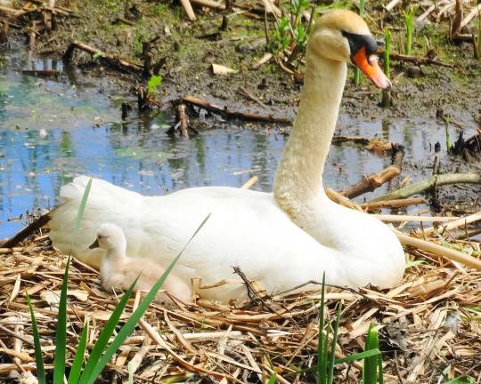 Photo by Sharon Scheer Longtime Monroe resident Sharon Scheer has been watching the swans and taking photos of them for a number of years.