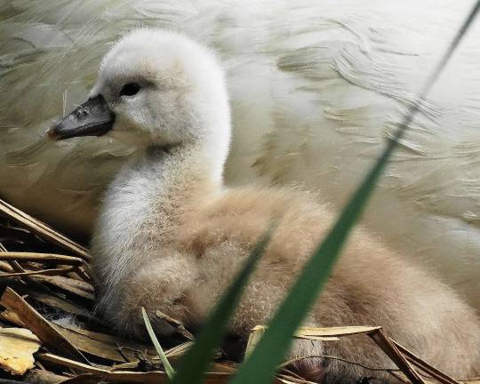Photo by Sharon Scheer One of Monroe swans' eggs hatched last year, but sadly the baby only lived for a few days.
