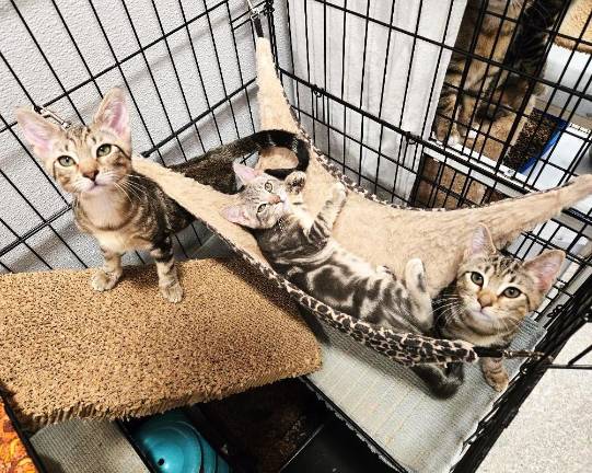 Bonnie, Blair &amp; Brynn