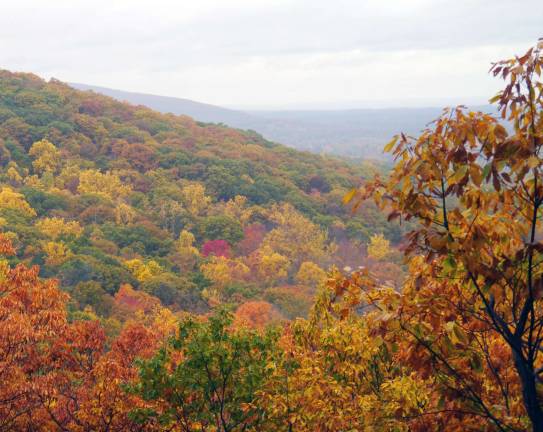 Black Rock Forest, a diverse, natural ecosystem, is home to many rare species of flora and fauna. The forest and the adjacent Storm King Mountain are two of the most outstanding natural features in the Hudson Highlands, attracting tens of thousand of hikers and visitors each year.