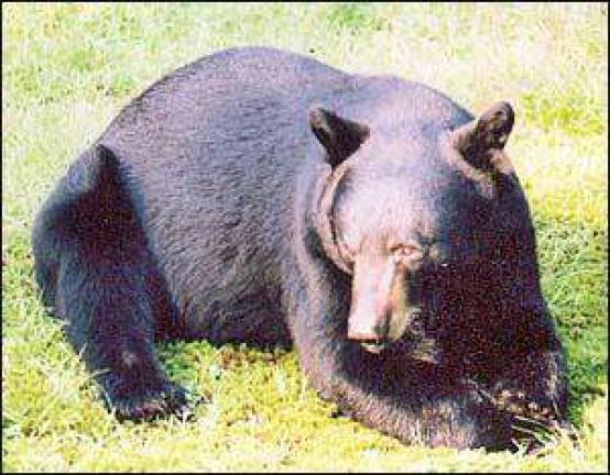 Bear Tales can be heard Sunday at museum