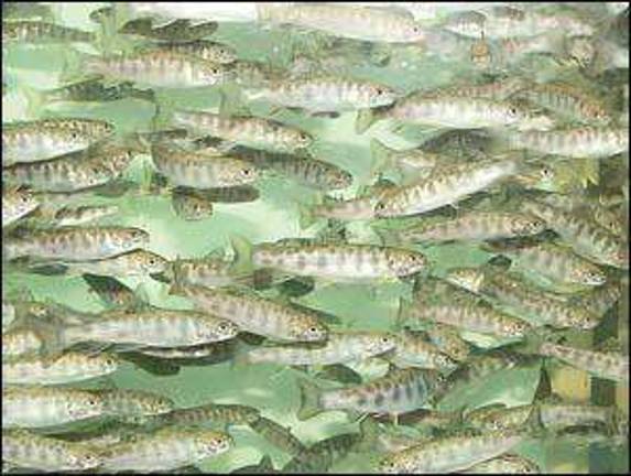 Brook Trout exhibit to open