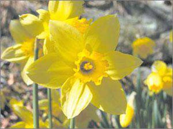 Dances with the daffodils