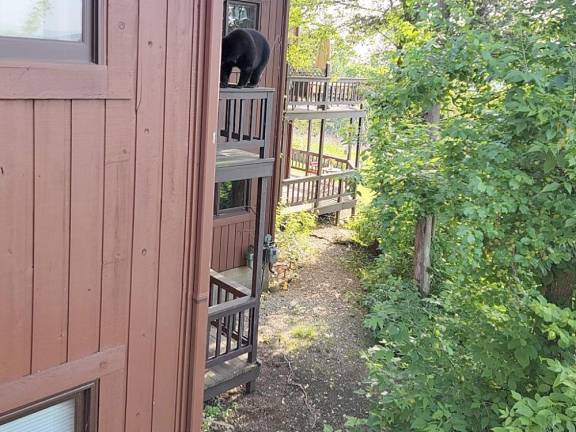 A black bear on a two-story deck in Great Gorge Village, Vernon, NJ.