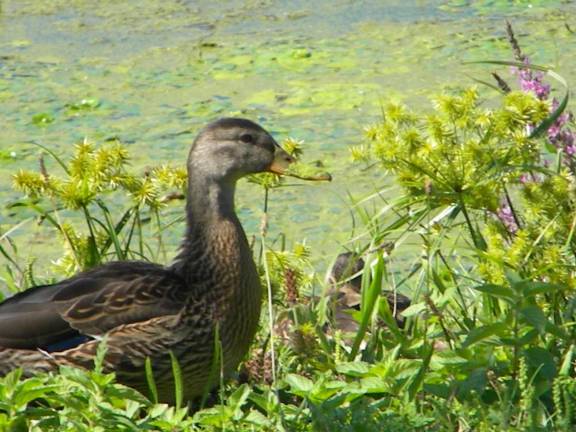 Why the Millpond Lakes need to be dredged