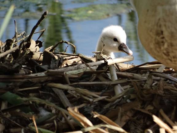 Photo by Sharon Scheer One of Monroe swans' eggs hatched last year, but sadly the baby only lived for a few days.