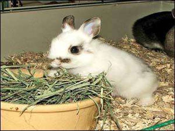 Everything you ever wanted to know about bunnies