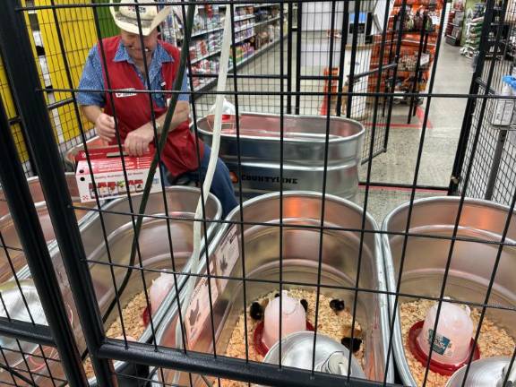 Gene Latham, of Tractor Supply in Chester, packed chicks up for a family expanding its laying flock in May.
