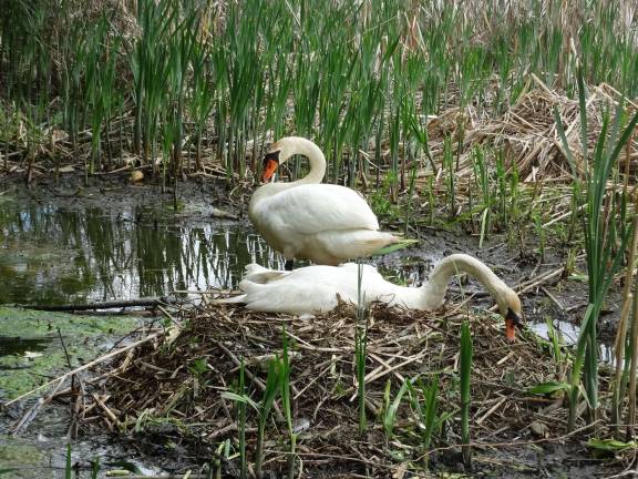 Photo by Sharon Scheer Two swans, nicknamed Bogey and Bacall, have lived in the Monroe area for years, according to resident Sharon Scheer.