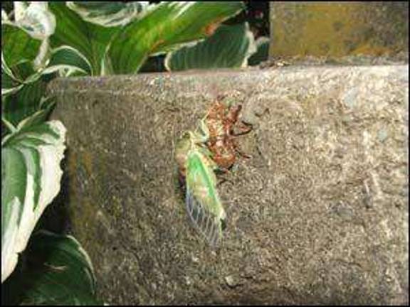 Narture museum celebrates 'Bug Out!'