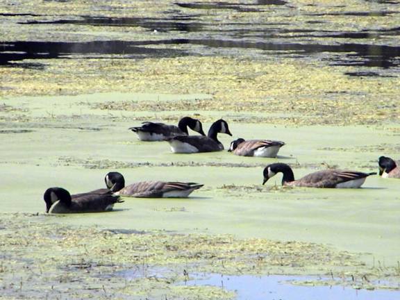 Algae and ducks at the Gooseponds in Monroe.