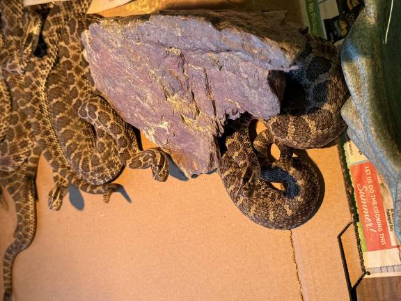 Massasauga rattlesnakes, including the one that bit Parker Space at Space Farms Zoo.