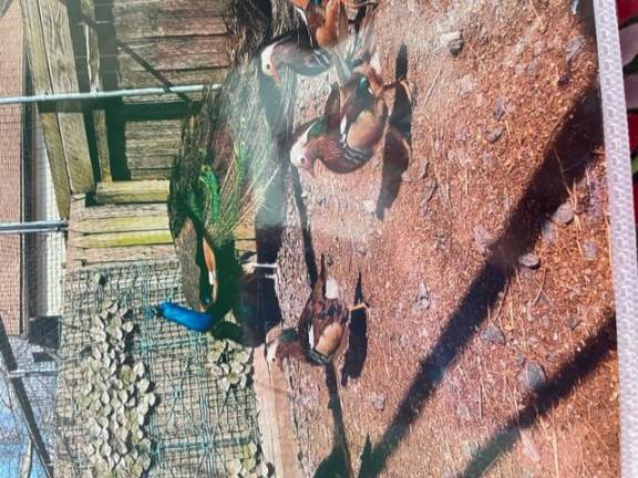 A peacock and three mandarin ducks shortly before they were seized. They appear in a photo album made by a former employee of Noah’s Park.