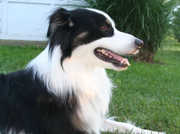 The 4-H Program of Cornell Cooperative Extension is offering Dog Obedience and Grooming classes for young people 9&#x2013;19 years of age beginning in March.