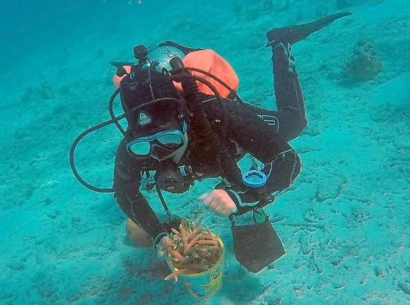 Harvesting coral cuttings