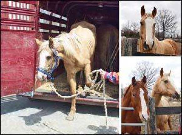 Equine Rescue struggling to meet expenses