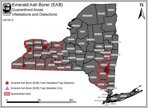 Ash pest found closer to Orange County
