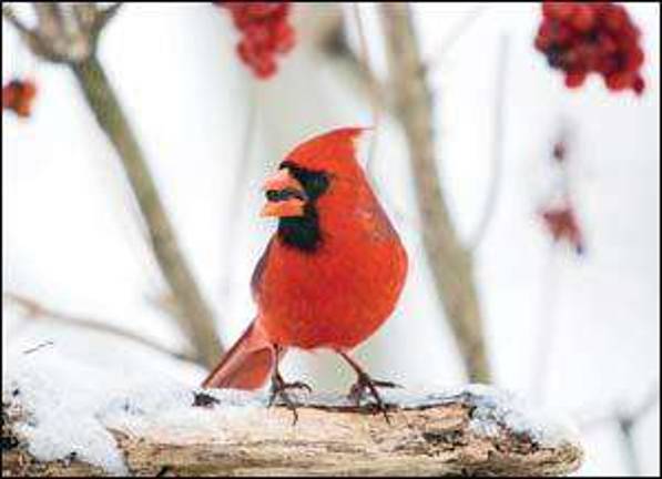 Counting the birds in our area