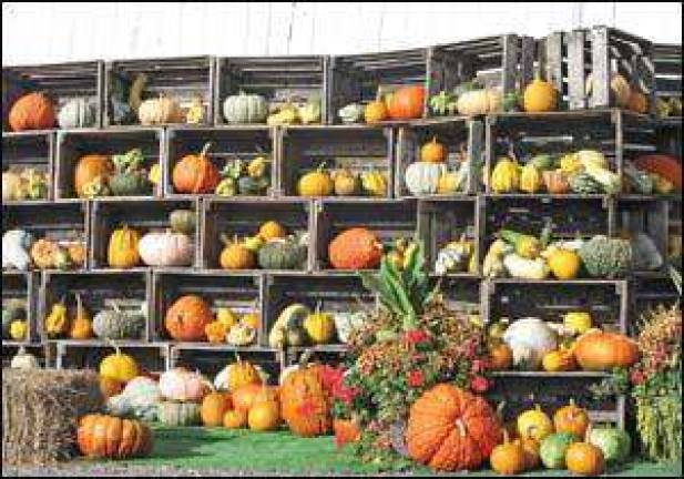 Super Freak gourds and pumpkins have arrived at Scheuermann Farms & Greenhouses