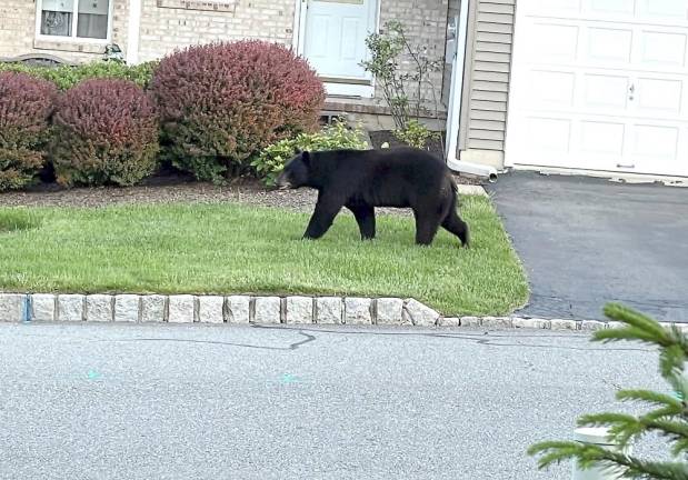 A black bear strolls through the Indian Field townhouse development in Hardyston, NJ.