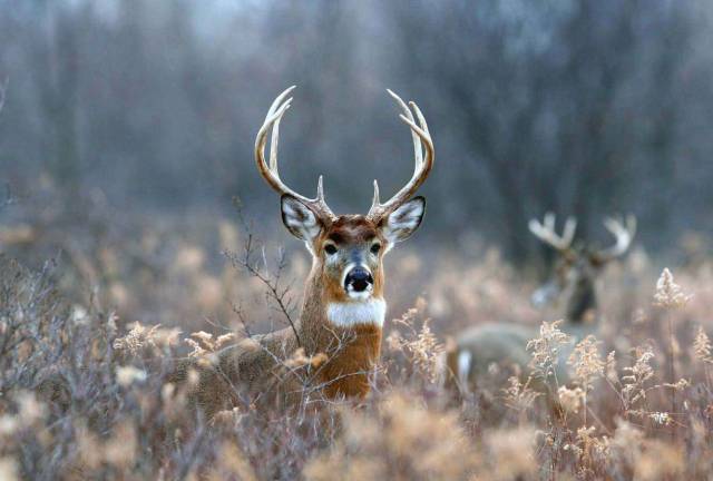 Andrew F. Szot of Monroe was an avid hunter and fisherman.