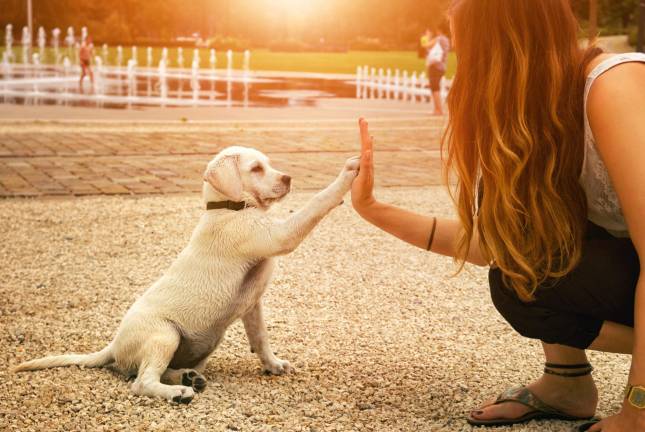 Orange County to host free vaccinations for pets inDeerpark