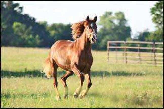 Wild mustangs up for adoption