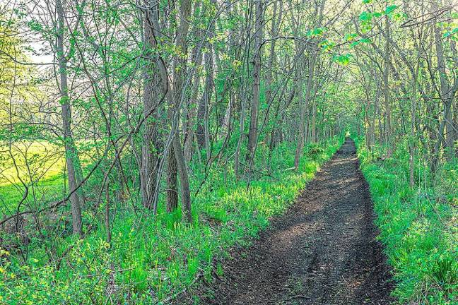 Schunnemunk Rail Trail - Locust Road to Clove Road, Washingtonville. This is the rail bed east of Washingtonville as it heads to Salisbury Mills. Photo by Greg Miller/Open Space Institute.