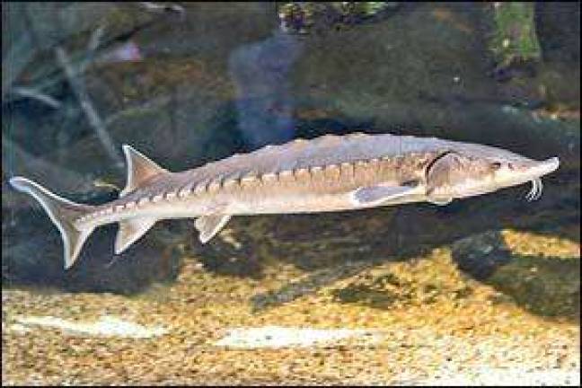 Learn about Atlantic sturgeon