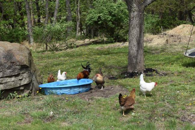 The laying boxes that Burke built are accessible from outside the coop.