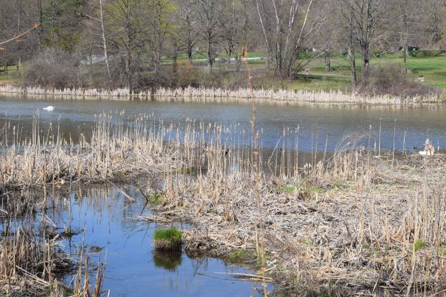 Photo by Erika Norton The swan nest is located in a small marshy pond area behind South Orange Family YMCA and near the Orange &amp; Rockland property and the Heritage Trail.