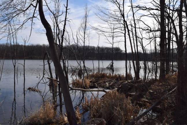 Photo by Erika Norton The Town of Monroe enlisted a state licensed trapper to manage beaver overpopulation and tree damage at Mombasha Park.