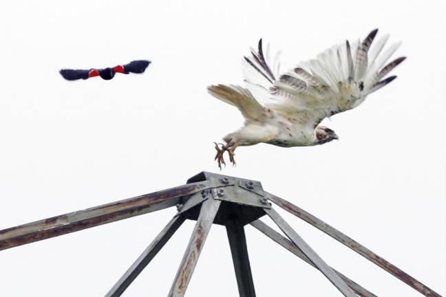 'Birds and Climate Change' at the Chester Library