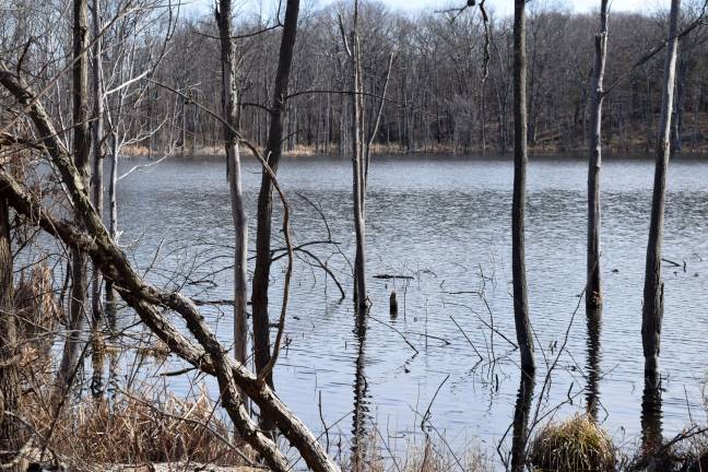 Photo by Erika Norton The Town of Monroe enlisted a state licensed trapper to manage beaver overpopulation and tree damage at Mombasha Park.