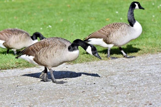 Geese culling conversation rescheduled for Aug. 17 meeting