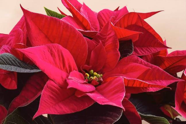 Poinsettia and wreath sale coming to Tuxedo