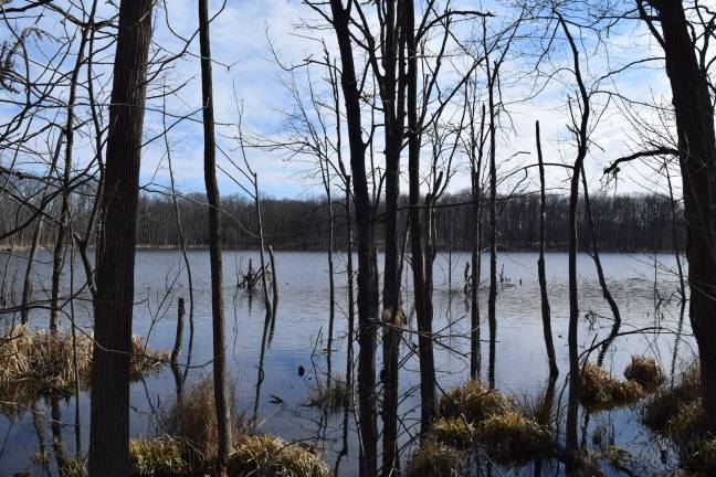 Photo by Erika Norton The Town of Monroe enlisted a state licensed trapper to manage beaver overpopulation and tree damage at Mombasha Park.