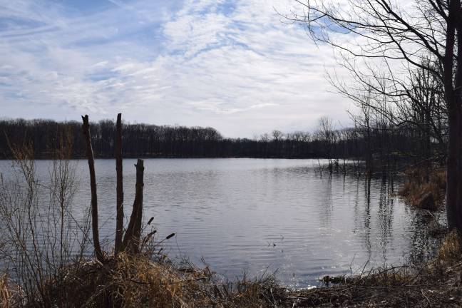 Photo by Erika Norton The Town of Monroe enlisted a state licensed trapper to manage beaver overpopulation and tree damage at Mombasha Park.