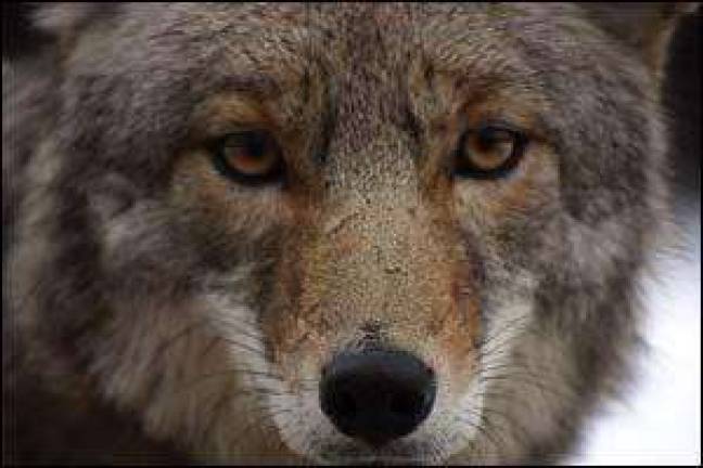 Museum hosts program Nov. 12 on coyotes in the Hudson Valley
