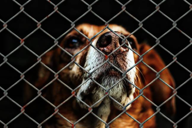 The Town of Woodbury intends to halt animal control services for the Town of Monroe if outstanding payments aren’t received by the end of June.