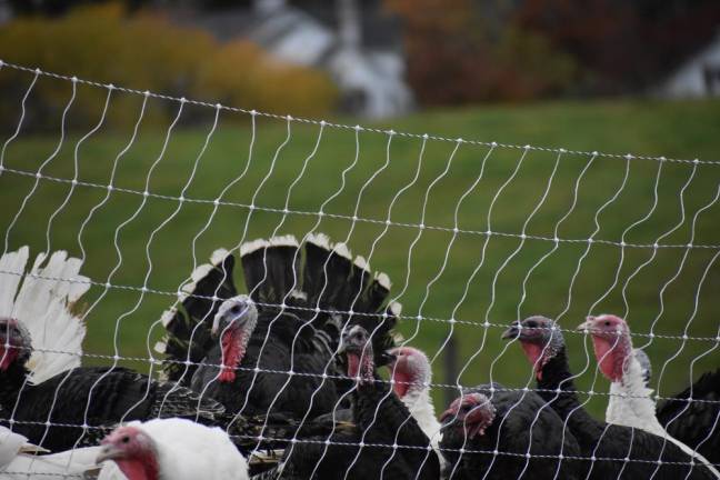 Turkeys at Flatbrook Farm, which uses a beyond-organic rotational grazing system (Photo by Becca Tucker)
