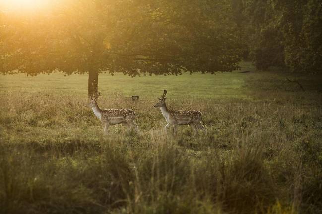 Crossbow hunting changes now in effect