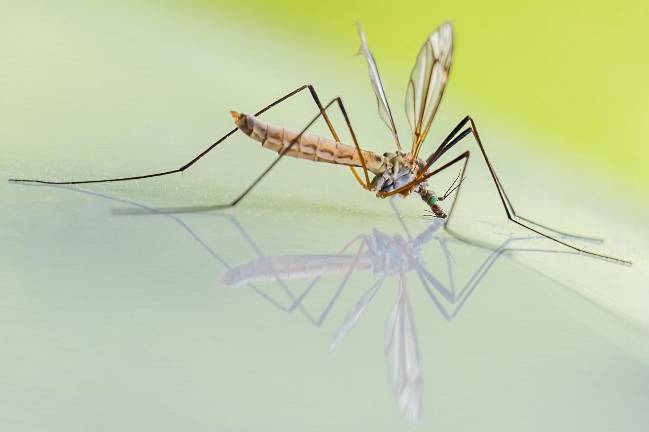 West Nile Virus mosquitos found in Orange County