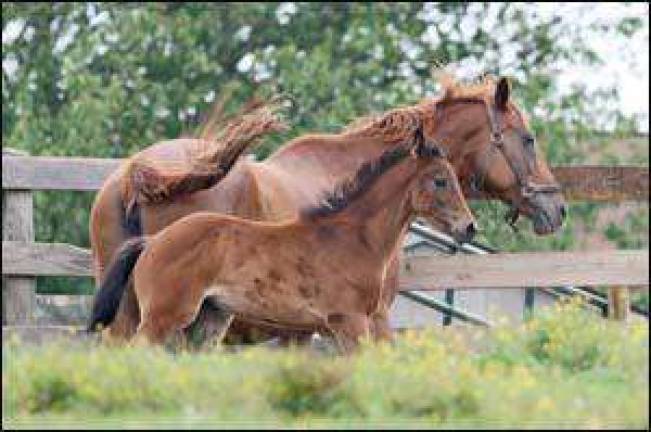 County horse farm may get funding