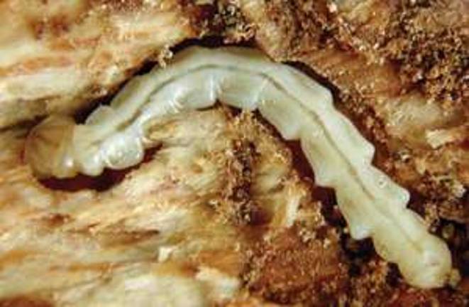 Photo by David Cappaert Ash borer larvae can reach 2 3/4 inches long.