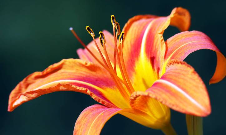 Daylilies are one of the manywildflowers in bloom this time of year.